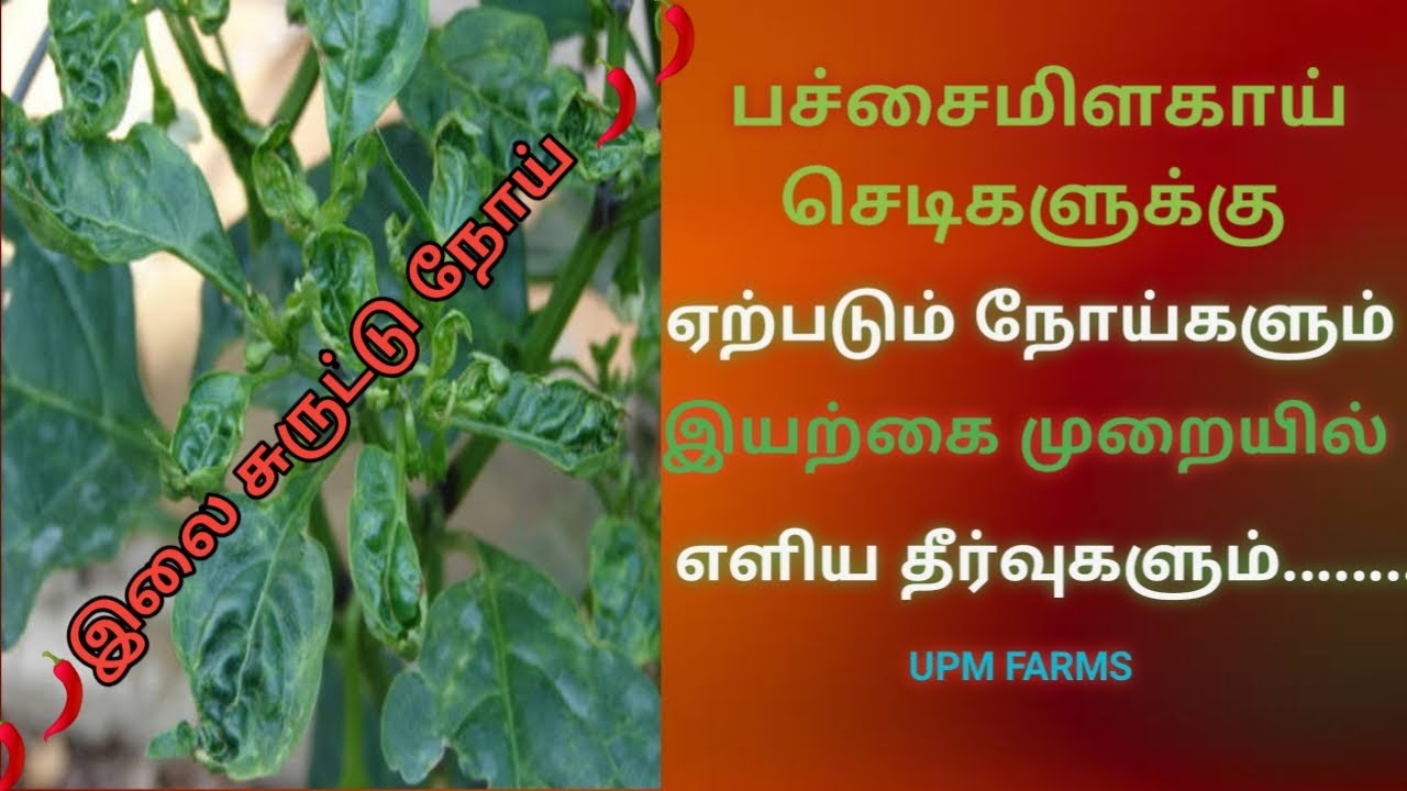மிளகாய் செடியில் வரும் இலைசுருட்டு நோய்க்கு எளிய முறை தீர்வுகள்
