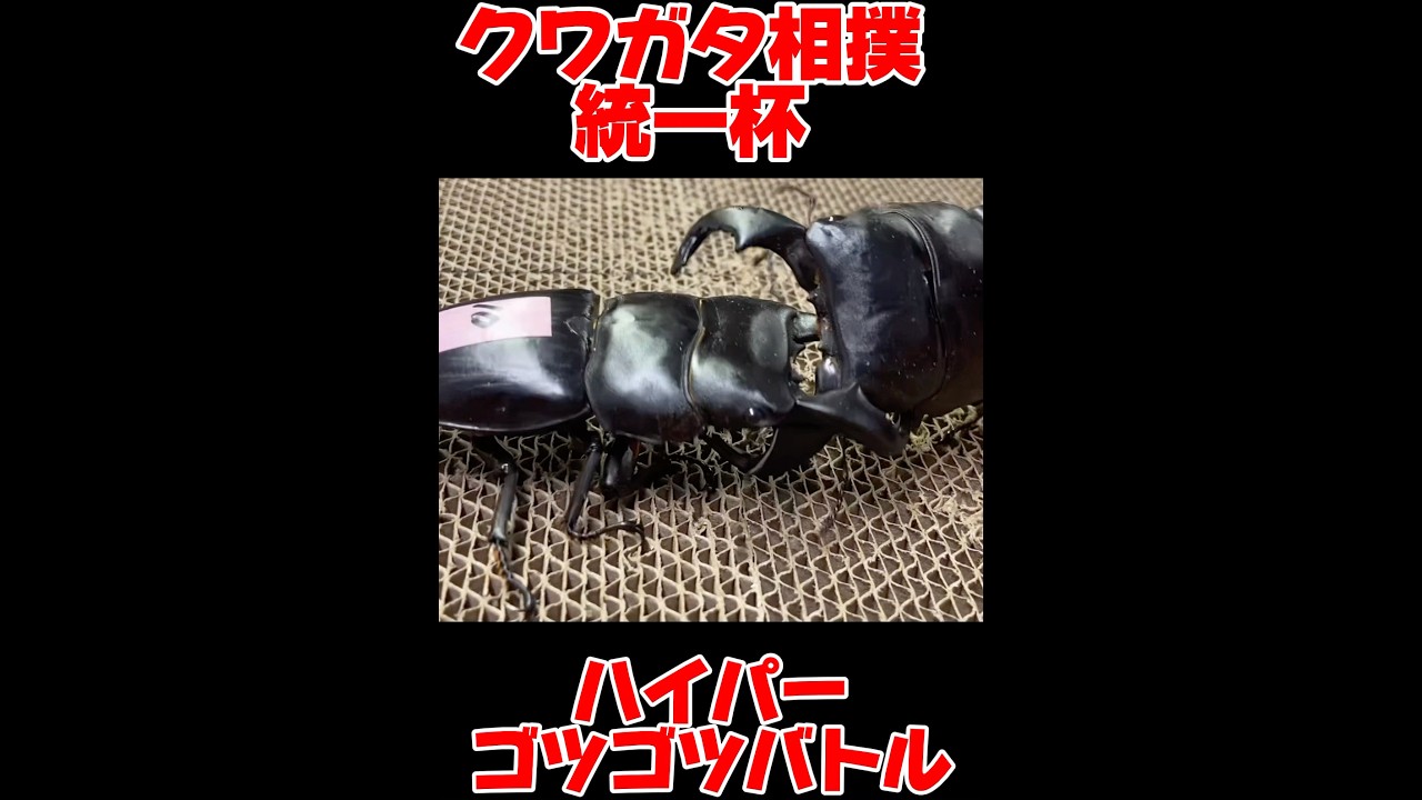 クワガタ相撲最強決定統一杯　ダイオウヒラタVSダイオウヒラタ　
