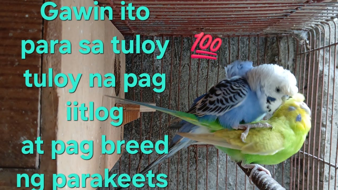 GAWIN ITO! PARA SA TULOY TULOY NA PAG IITLOG AT PA BREED NG ATING PARAKEETS. panoorin hanggang dulo.