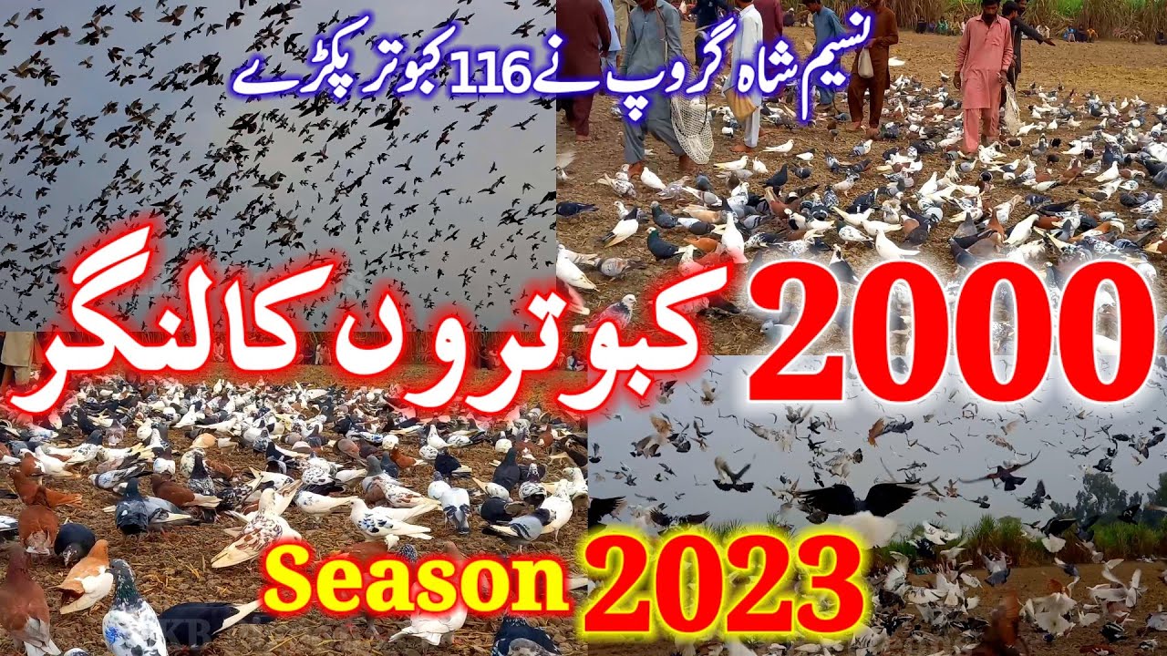 2000 Kabutaron Ka Langer | Two Thousnad Pigeon Competition | Pakistan Biggest Pigeon Competition |