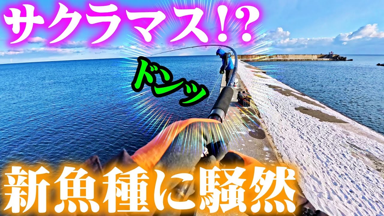 【釣り】北海道・サクラマス&新魚種に驚愕・開花宣言？：2026年1月