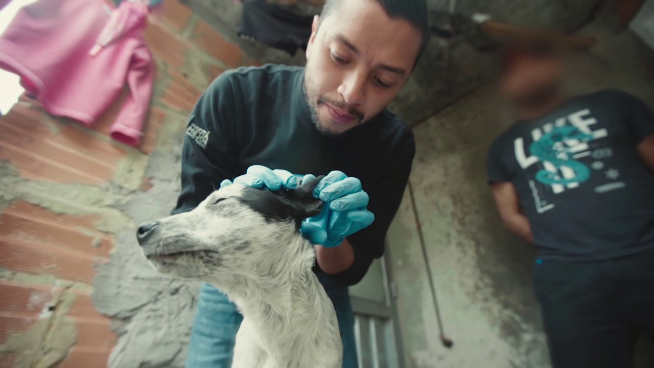 H&eacute;roes al Rescate, Escuadr&oacute;n Anti Crueldad Animal - IDBYPA  | Discovery Latinoam&eacute;rica