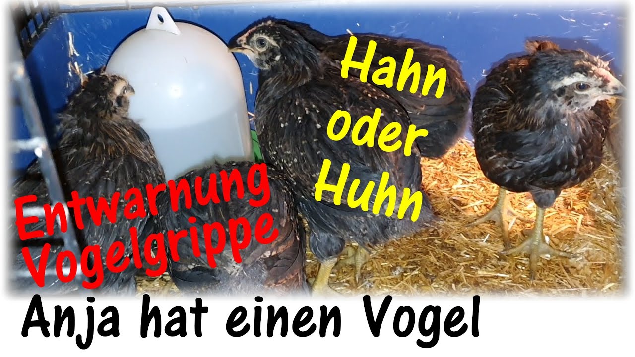 Entwarnung der Vogelgrippe - Hahn oder Huhn bei Araucana und Bielefeldern / Anja hat einen Vogel