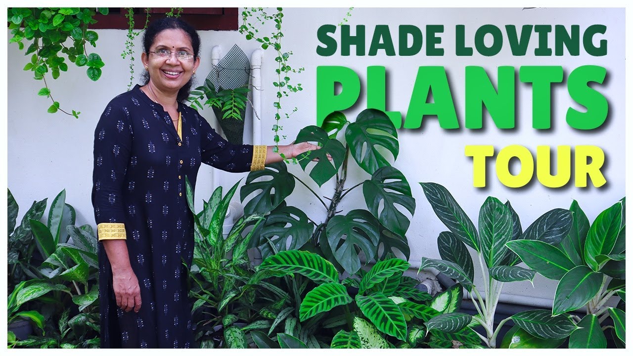 Shade Loving Plants | Garden Tour