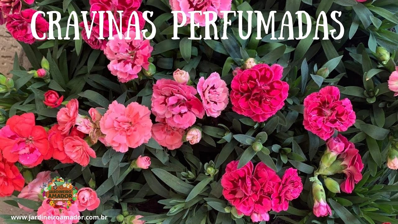 Cravinas | Tenha Flores Perfumadas na Sua Casa e Jardim