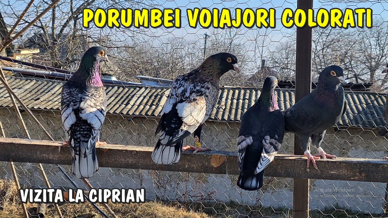 Viața la țară - Porumbei Voiajori Colorați în vizită la Ciprian