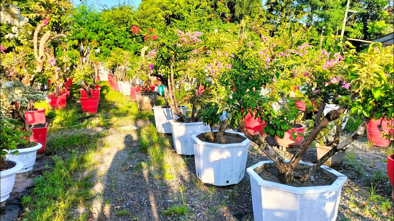 PRESYO NG ILAN LAMANG SA  MGA GRAFTED BOUGAINVILLEA DITO SA ROYALE GARDEN SAN MIGUEL BULACAN