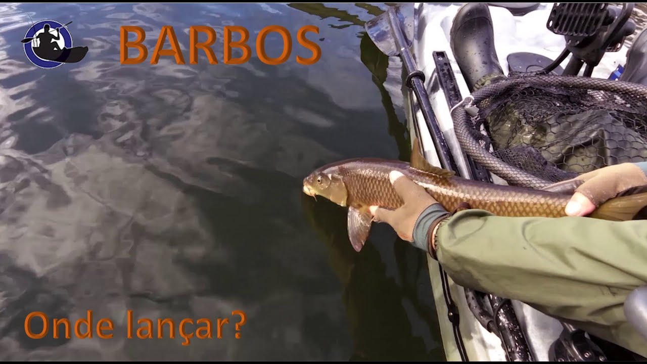 Pesca ao Barbo - onde lançar!!