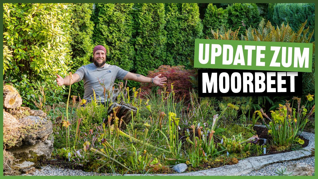 #192 Das Moor im Garten, so hat es sich entwickelt und den heißen Sommer überstanden