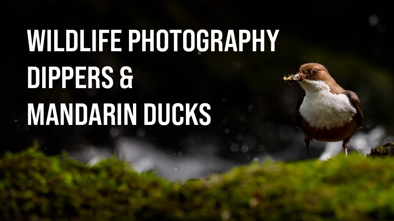 Photographing DIPPERS & MANDARIN DUCKS in the PEAK DISTRICT - Wildlife Photography - OM System OM-1