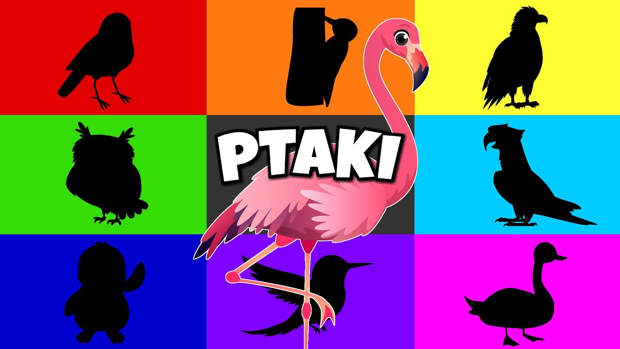 Ptaki dla dzieci - Bajka edukacyjna - Film edukacyjny o ptakach