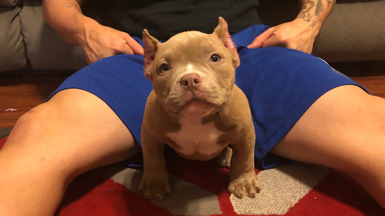 How to purchase The Pick Of The Litter