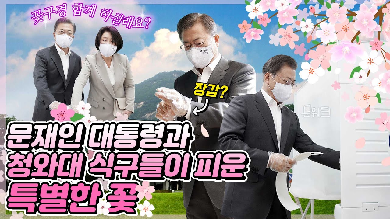 문재인 대통령과 김정숙 여사가 삼청동에 피운 특별한 꽃! 함께 꽃구경 가실래요? 제21대 국회의원 선거 사전투표 날 문 대통령 내외가 향한 곳(feat. 청와대 식구들)