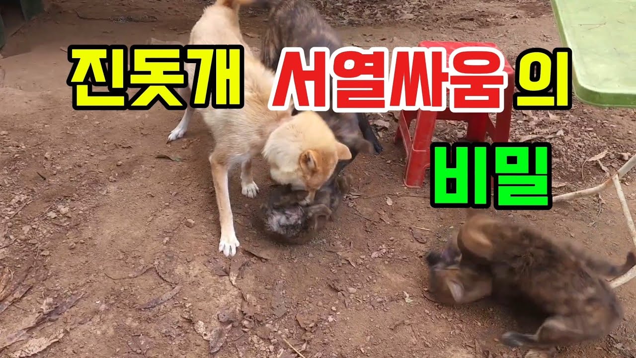 서열 싸움 없이 무리는 없다