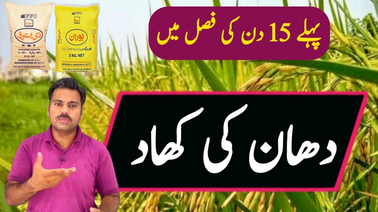 Fertilizers plan for rice crop for first 15 days | Abid Ali Agrarian