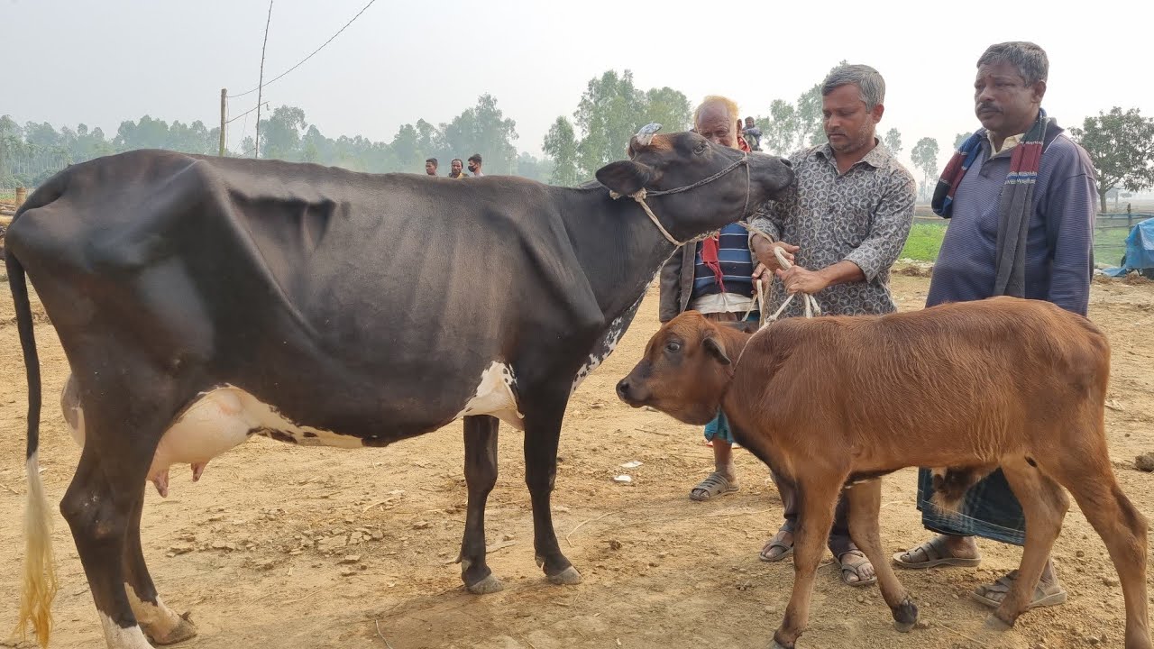 @আজ ২২ জানুয়ারি ২৬ | বাচ্চাসহ ফ্রিজিয়ান গাভী গরুর দাম | রানীগঞ্জ হাট | দিনাজপুর 