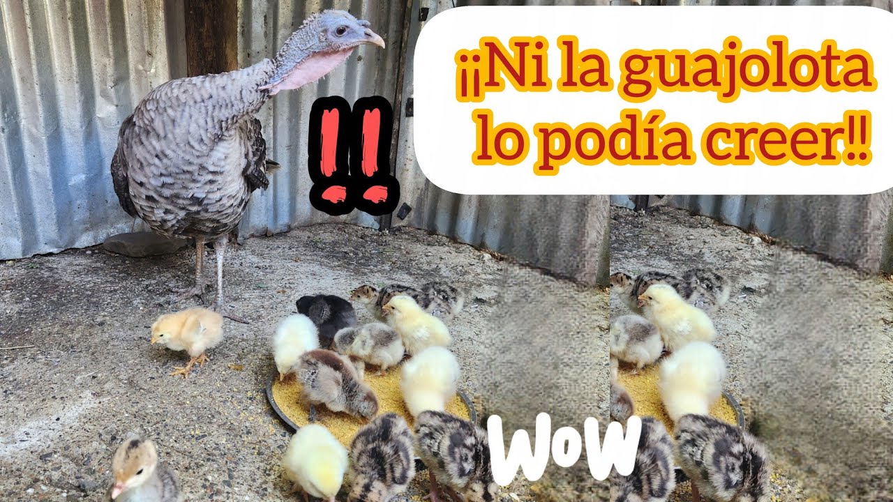 Los llevé a la casita de la infancia, no creerán lo que pasó!!! #pavos #pollitos #granjita 