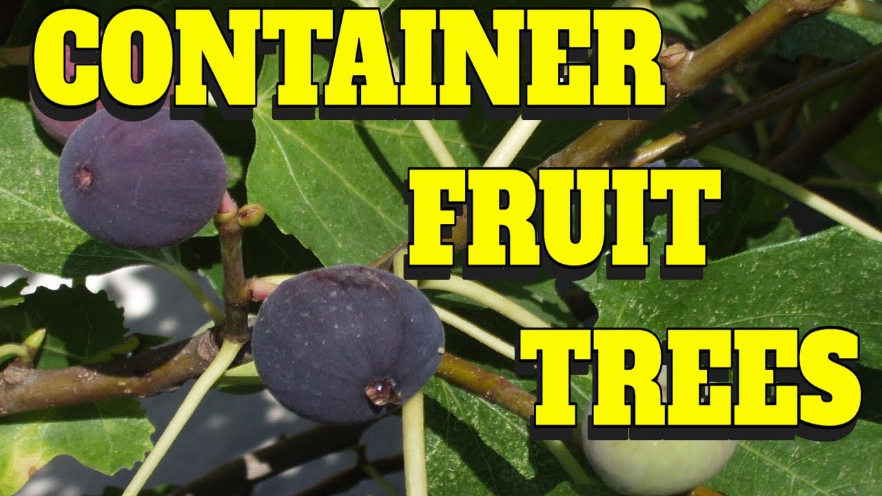 🍎HOW TO GROW FRUIT TREES IN CONTAINERS 🌲CONTAINER FIGS 🍇 CONTAINER CITRUS🍋 CONTAINER BLACKBERRIES 🍇