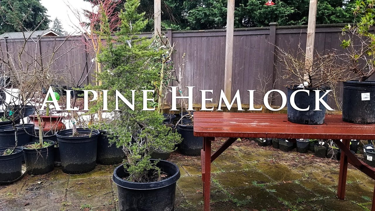 Nursery stock to Bonsai -  Alpine Hemlock Fail!