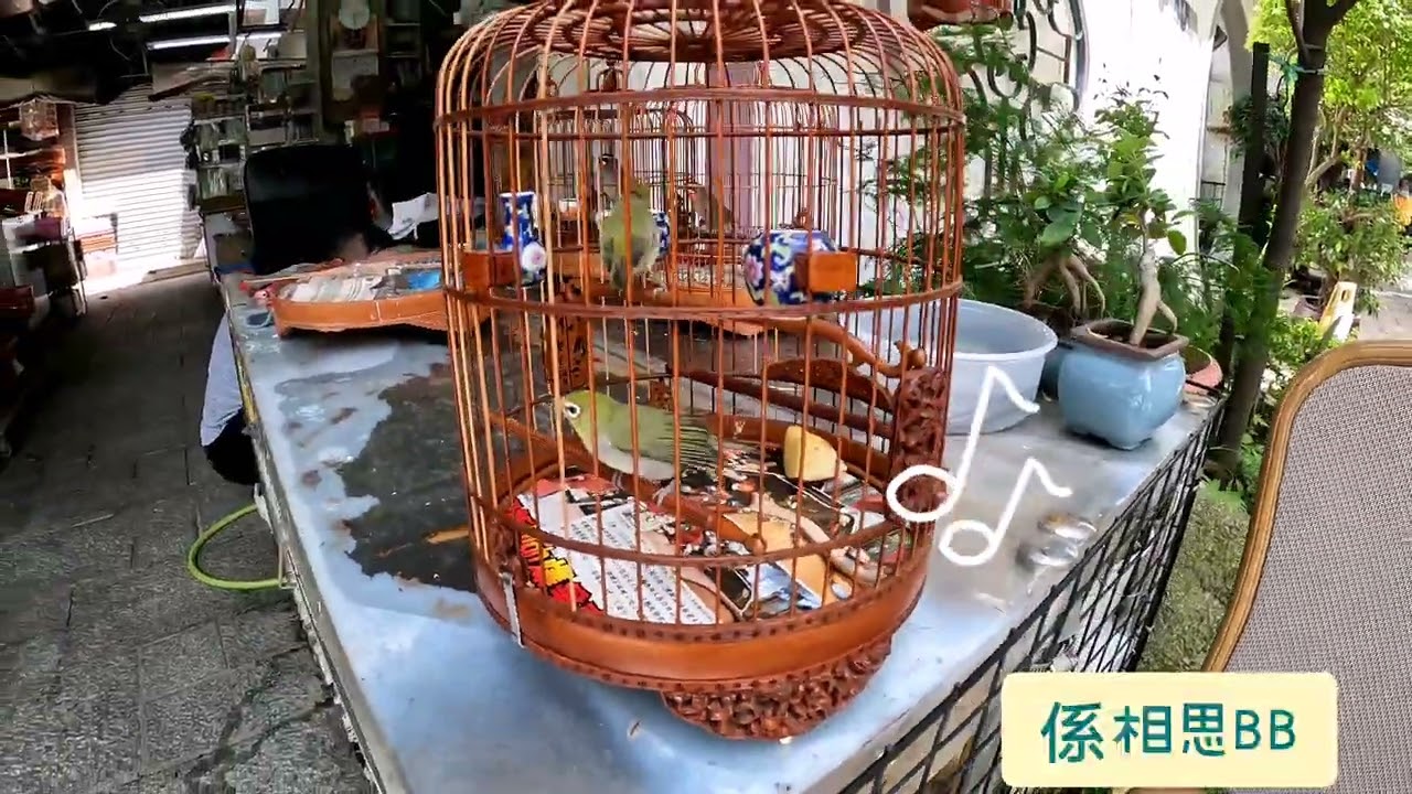 最愛相思！麻雀都可以養？！第一次去雀仔街。A garden for all birds and bird lovers in the city centre. 29/05/2022