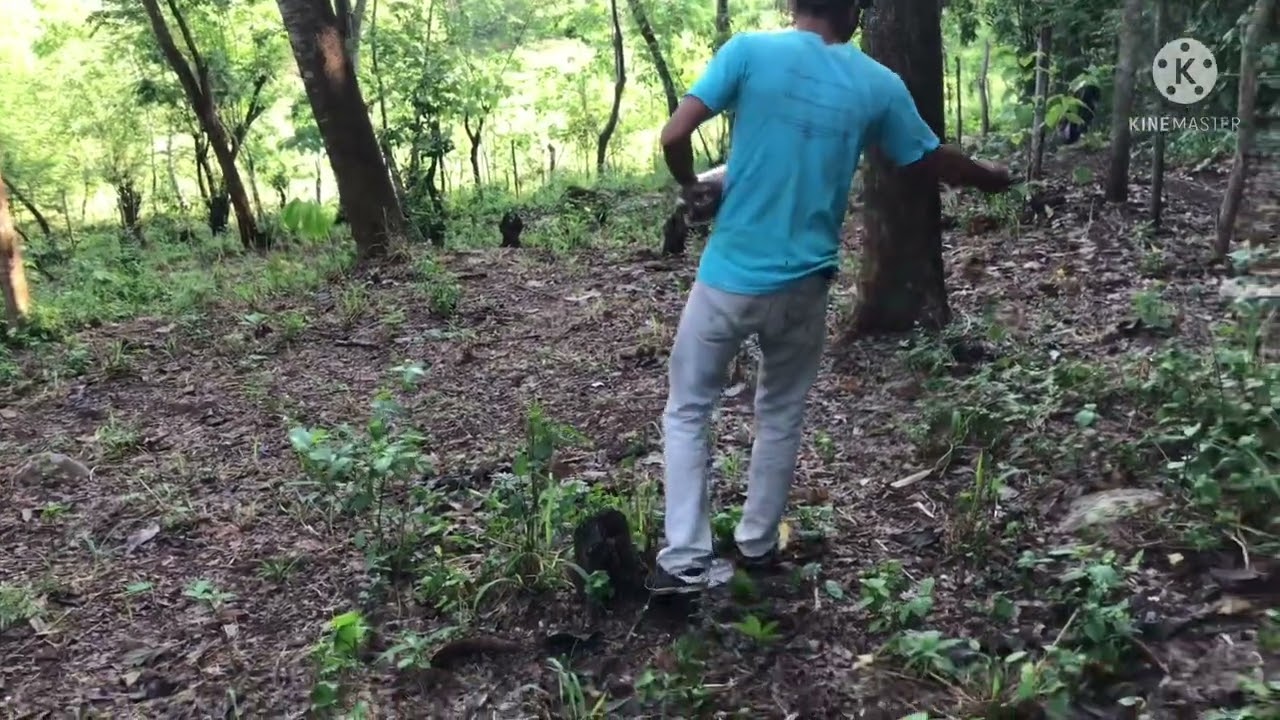 Vean cómo sembramos Mombasa al boleo 👍👍