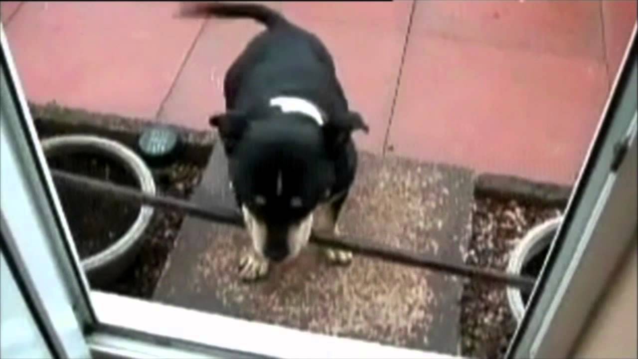 Rude Tube VII: Kick Ass Animals Taster