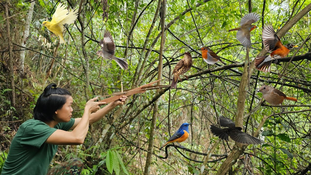jungle life, trapping, wild bird hunting, jungle farm, green forest life, survival alone, survival