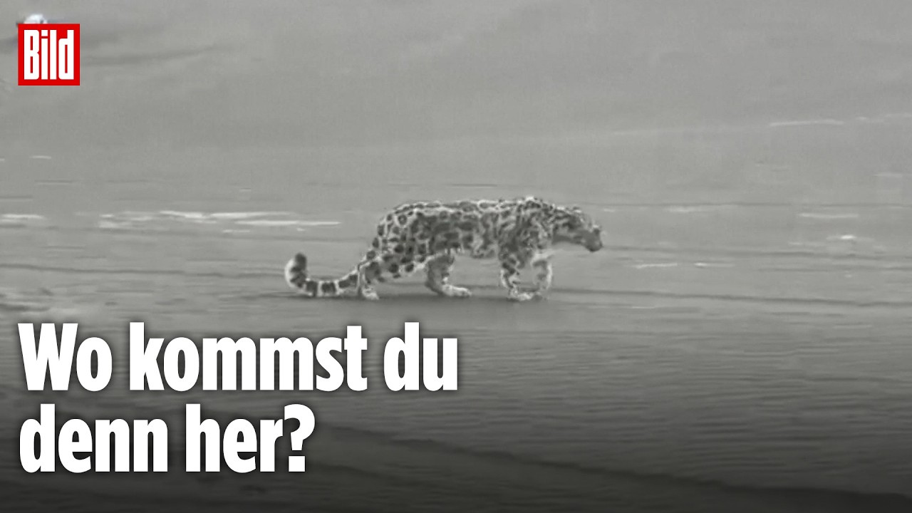 IRRER FUND: Seltener Schneeleopard taucht pl&ouml;tzlich mitten in lebensfeindlicher W&uuml;ste auf