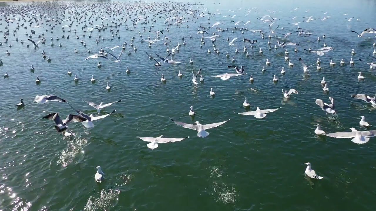 MASSIVE flock of birds target my drone