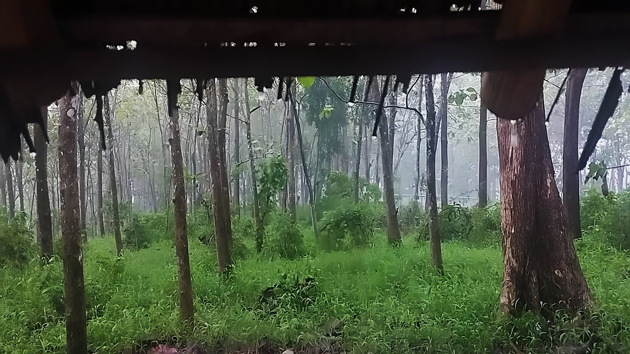 Heavy Rain in the Kubangkangkung Forest in Indonesia. Very comfortable and soothing to the soul.