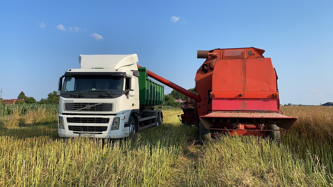 Bizon Gigant Z060 Zbiory Rzepaku według Łukasza 😉