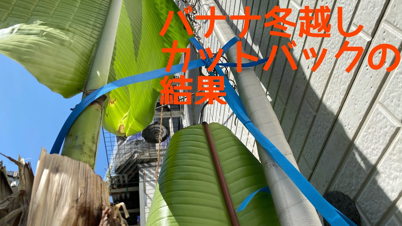 耐寒性バナナの冬越し　実際の耐寒性温度は何度？　埼玉県の栽培記録　プランター　地植え