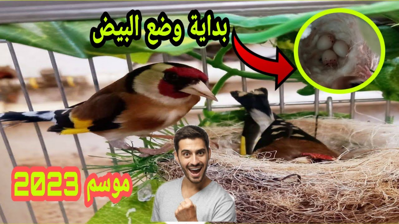 بداية وضع البيض . كيف نتعامل مع زوج الحسون في هذه المرحلة موسم 2023 🔥🔥🔥