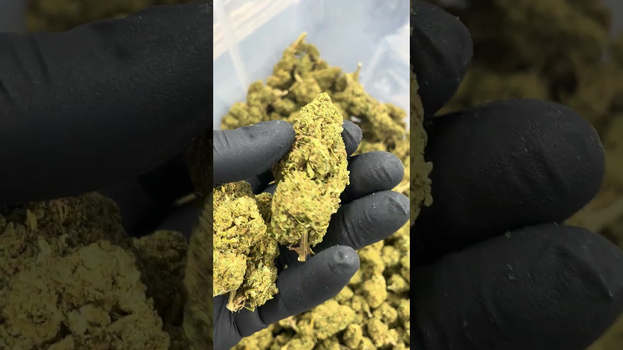 D&eacute;couvrez la Fleur Juicy Fruit CBD - Qualit&eacute; Premium et Ar&ocirc;mes Fruit&eacute;s