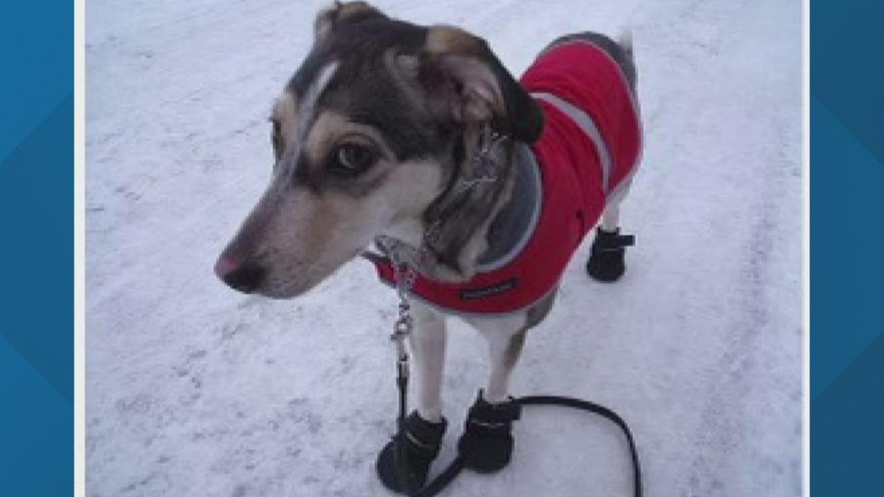 Protecting your pets paws during the cold