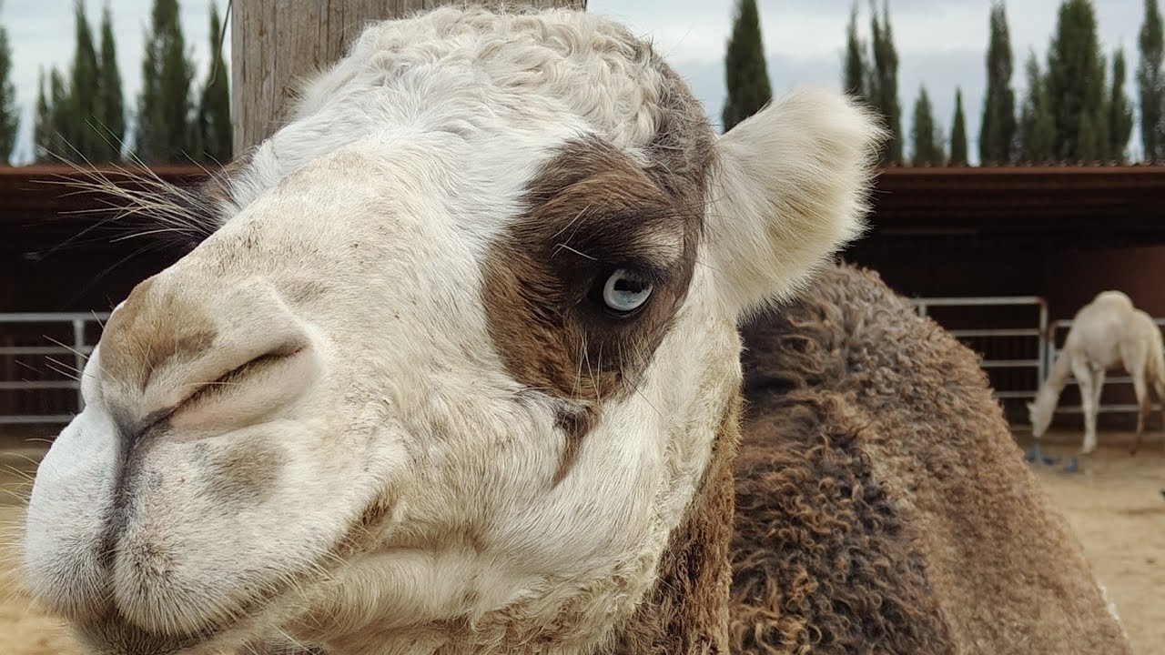 المزرعة التربوية بئر توتة 🐪🐴La ferme équestre Birtouta