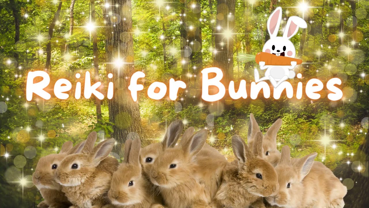 Reiki Energy Healing for Bunnies