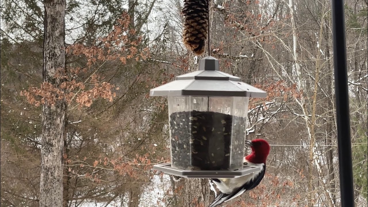 Peaceful Winter Bird Feeding Frenzy | Backyard Birds in Southeast Ohio