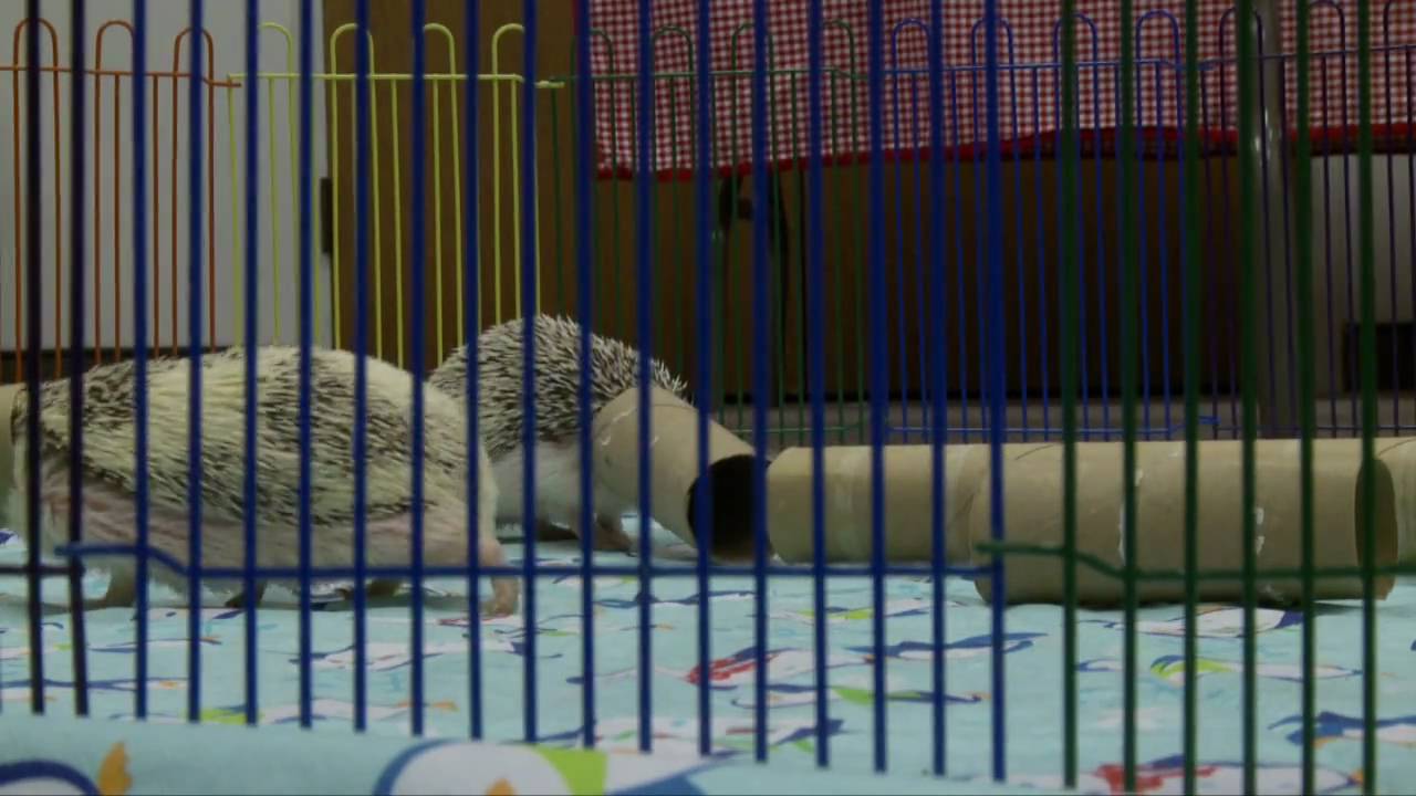 Hedgehogs & Tenrecs
