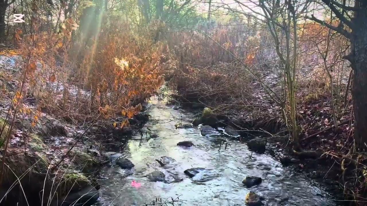 Nordic Forest River Ambience | Flowing Water & Birds | Relax, Focus, Sleep (4K)