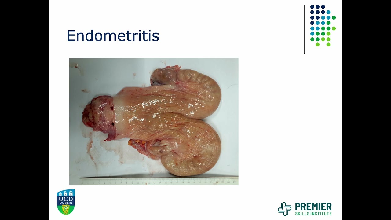 Urinary health in dairy cows