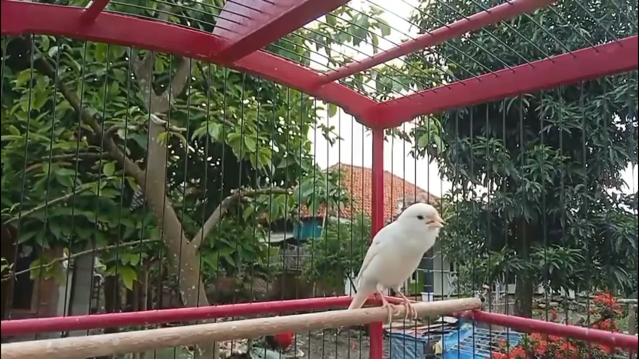 Kenari gacor dorr putih jos