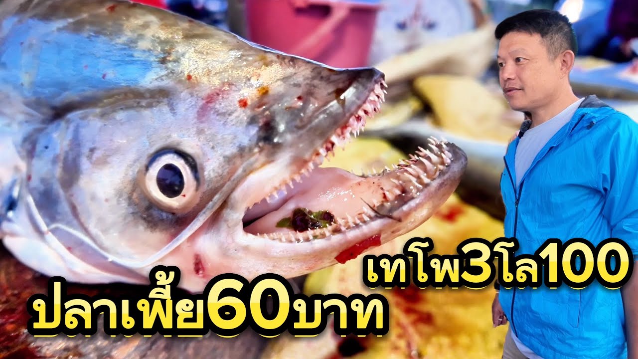 EP#12 เช้านี้ที่เขื่อนเจ้าพระยา ปลาเพี้้ยโล60บาท ปลาเทโพ3โล100
