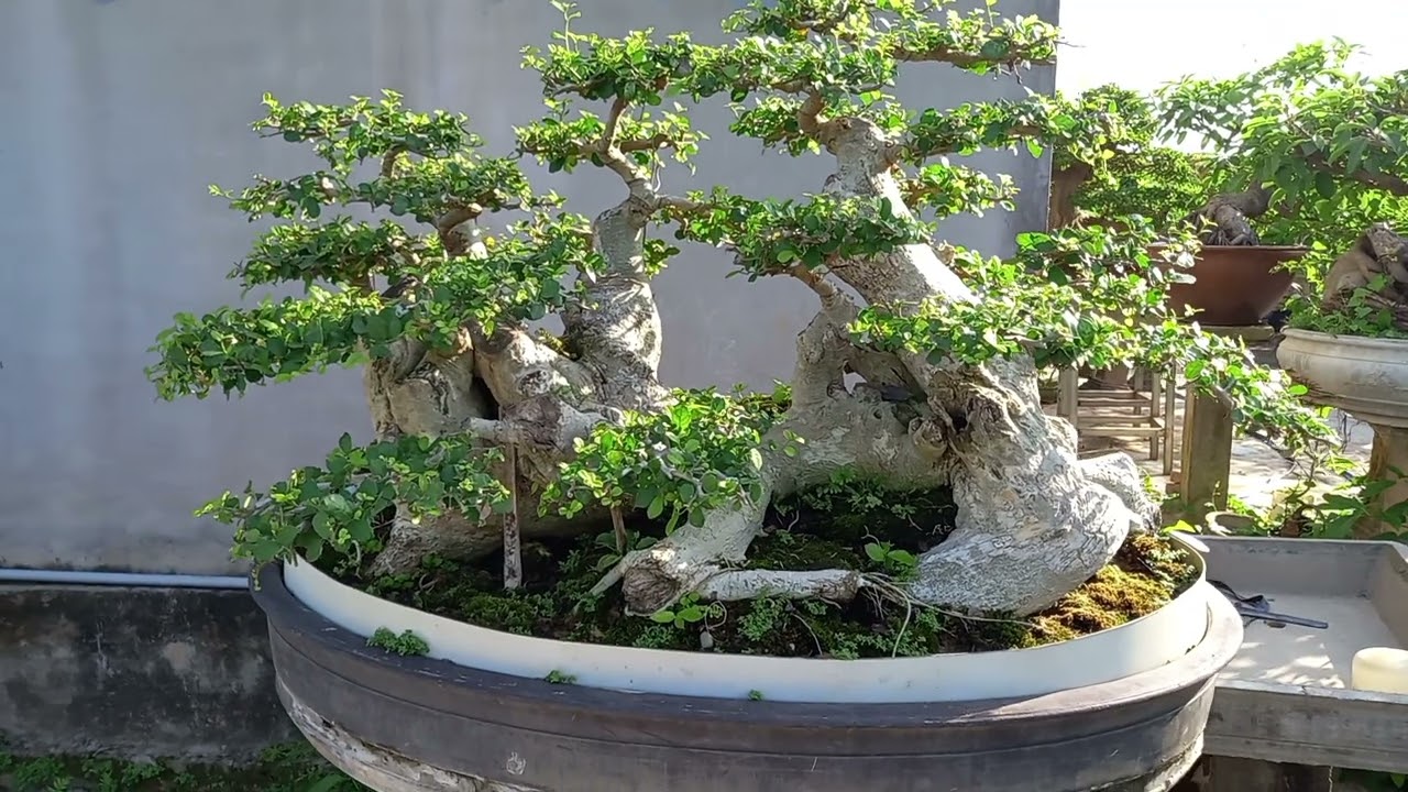 Hoàng Anh Mộc quần thụ, chia sẻ mọi người cùng chiêm ngưỡng 2 tác phẩm