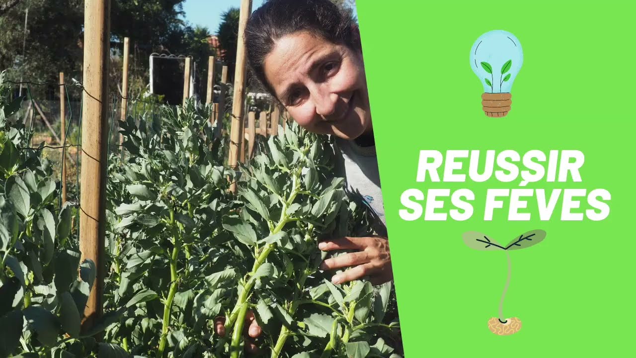 comment réussir ces fèves au potager