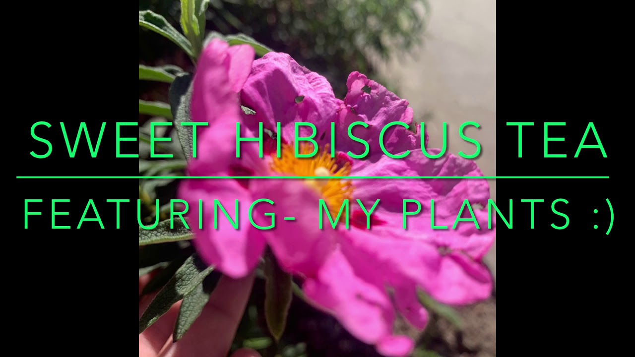 Sweet Hibiscus Tea | Penelope Scott | Audio