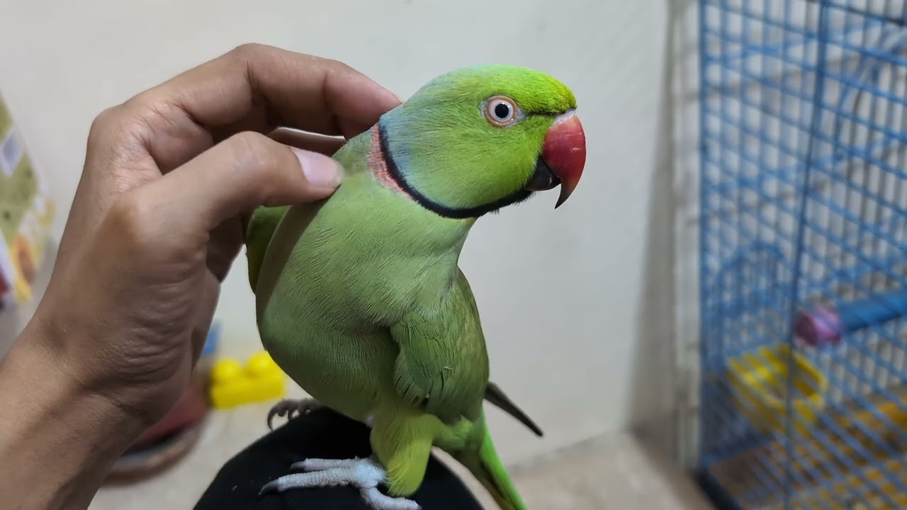 My talking parrot MashAllah 🦜❤️🥰👍mini vlog#parrot #talkingparot #viralvideo #foryou