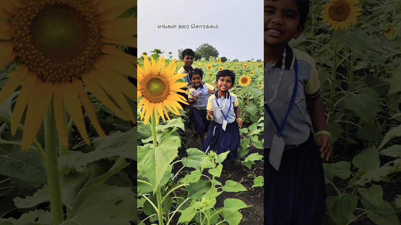 🌻நீண்ட🌱🌼வருடங்களுக்கு பின் சூரிய காந்தி பூ 