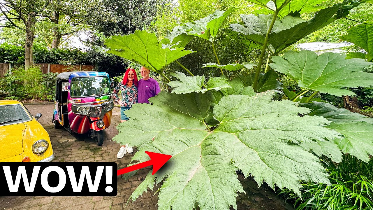 Monton Garden Front Jungle Tour - Going BIG with Hardy Exotics!