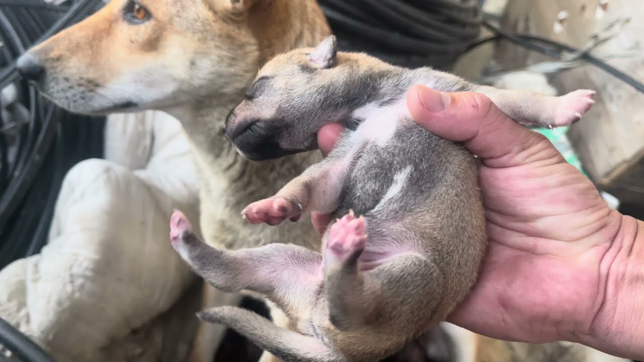 Newborn Puppies That Haven’t Opened Their Eyes Yet 🐶❤️